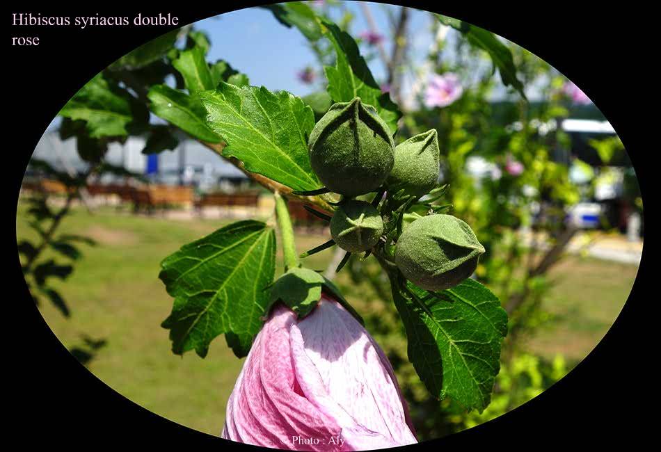Hibiscus syriacus (Hibiscus de Syrie) rose double - نبات الخِطمية السورية (من فصيلة الخُبازيات)