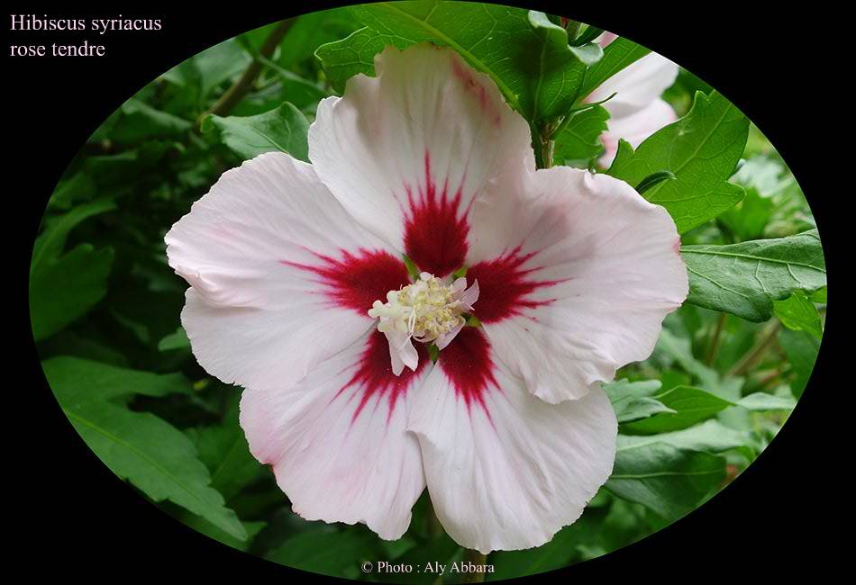 Hibiscus syriacus (Hibiscus de Syrie) rose pâle - نبات الخِطمية السورية (من فصيلة الخُبازيات)