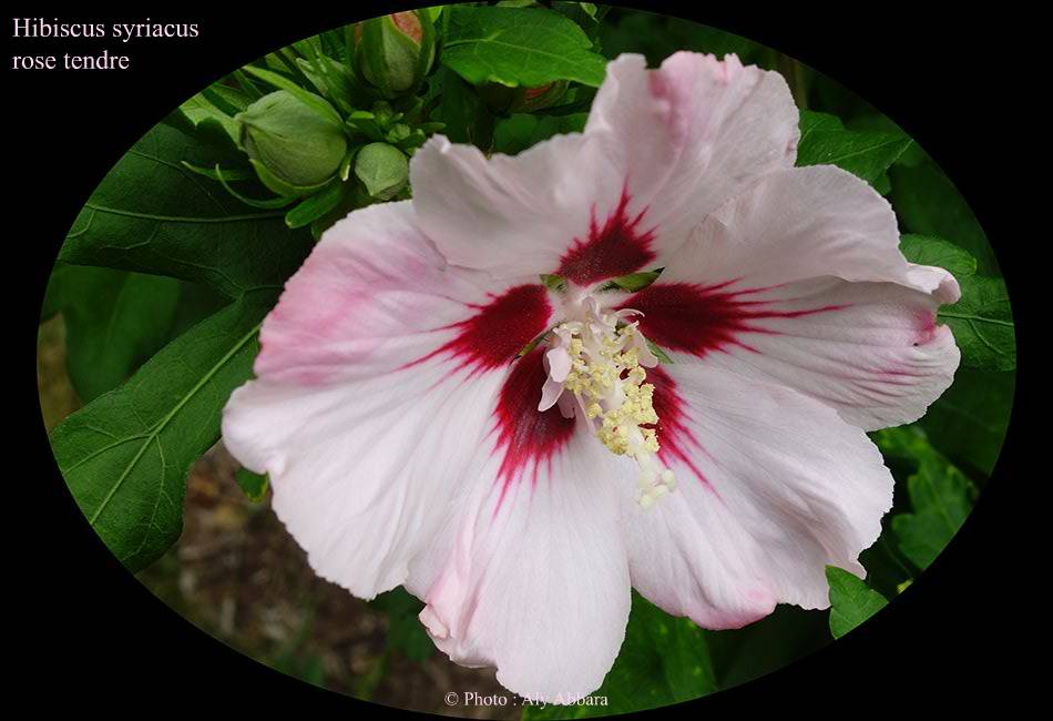Hibiscus syriacus (Hibiscus de Syrie) rose pâle - نبات الخِطمية السورية (من فصيلة الخُبازيات)