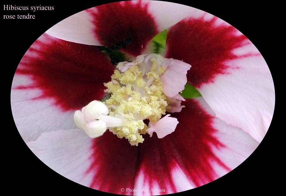 Hibiscus syriacus rose pâle : boutons des  avant la floraison