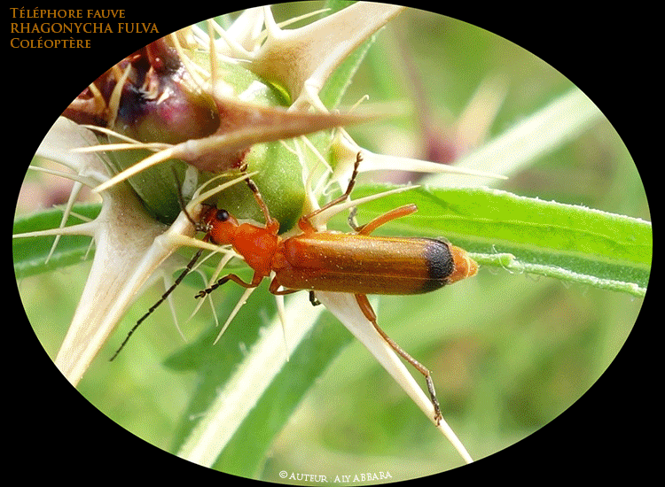 Téléphore fauve  - Rhagonycha fulva - Famille des Cantharidés (de l'ordre des Coléoptères)