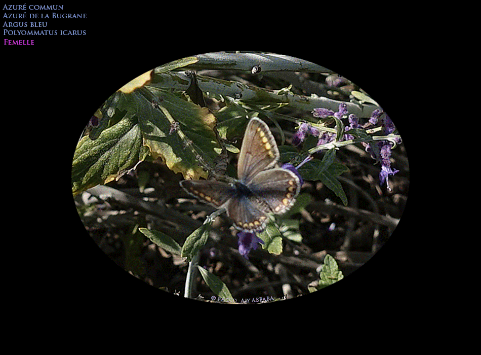 Azuré commun femelle - Azuré de la Bugrane - Argus bleu - Polyommatus icarus - famille des Lycénidés