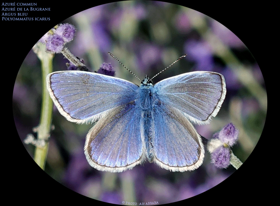 Azuré commun - Azuré de la Bugrane - Argus bleu - Polyommatus icarus - famille des Lycénidés