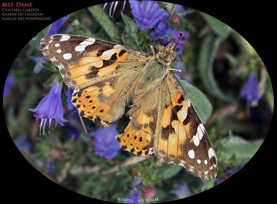 Belle-Dame  - Vanesse du chardon - Cyntha cardui - De la famille des Nymphalidés