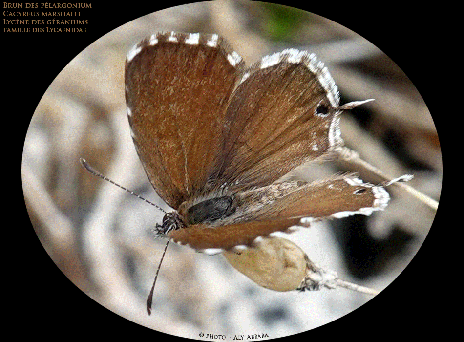 Brun de Pélargonium se nourrissant sur une fleur de Bourrache officinale - Papillon de la famille des Lycénidés - Papillon de la famille des Lycénidés