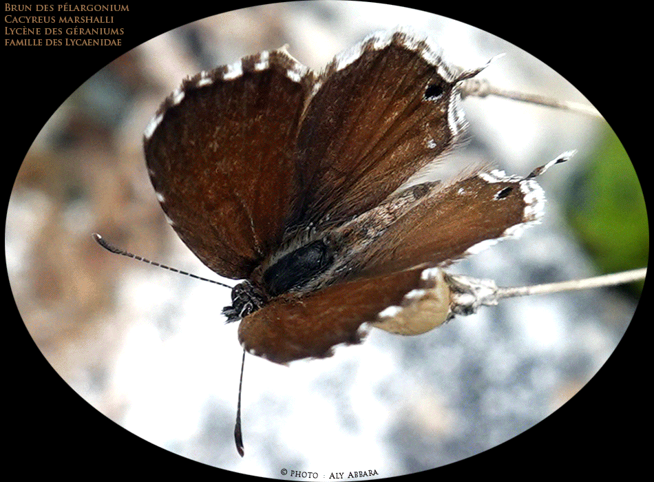 Brun de Pélargonium - Cacyeus Marshalli - Lycène des Géraniums - Papillon de la famille des Lycénidés