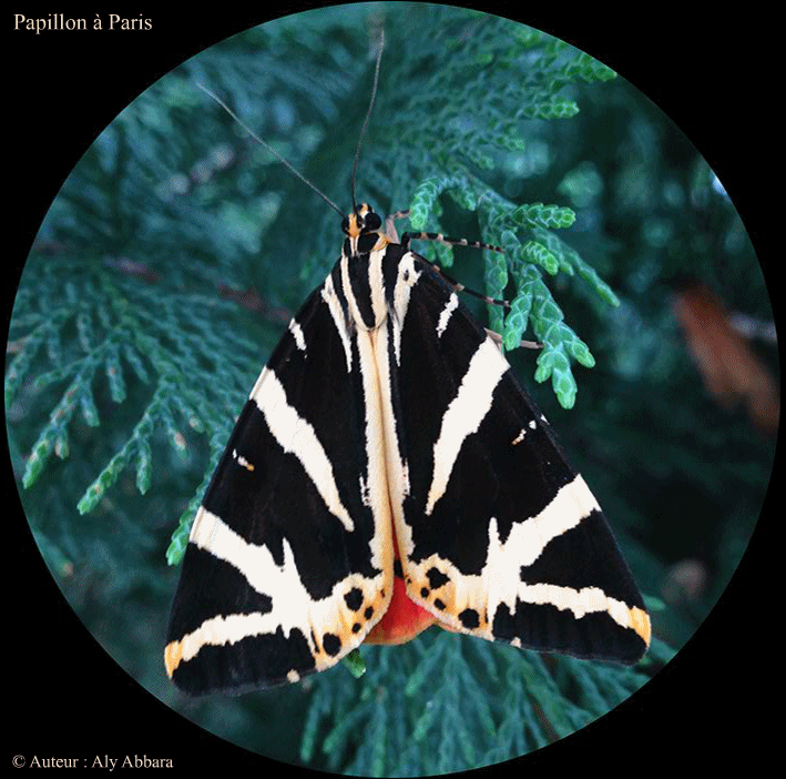 Ecaille chinée - Euplagia quadripunctaria