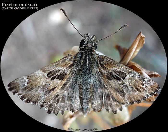 Grisette - Hespérie de l'Alcée - Carcharodus alceae - de la famille des Hespéridés