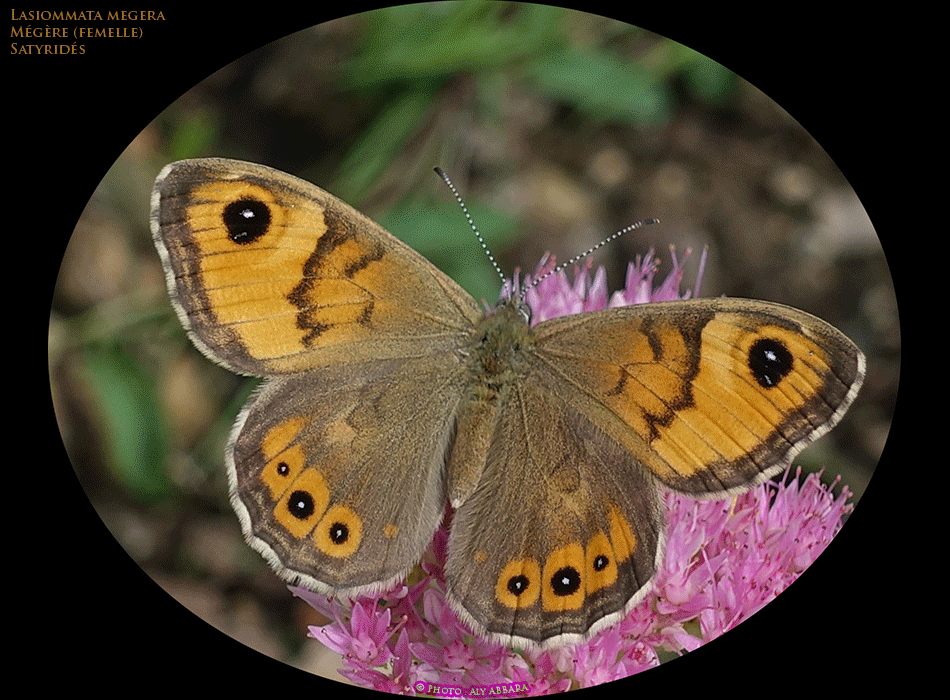 Lasiommata megera (Pararge megera) - Mégère - de la famille des Satyridés