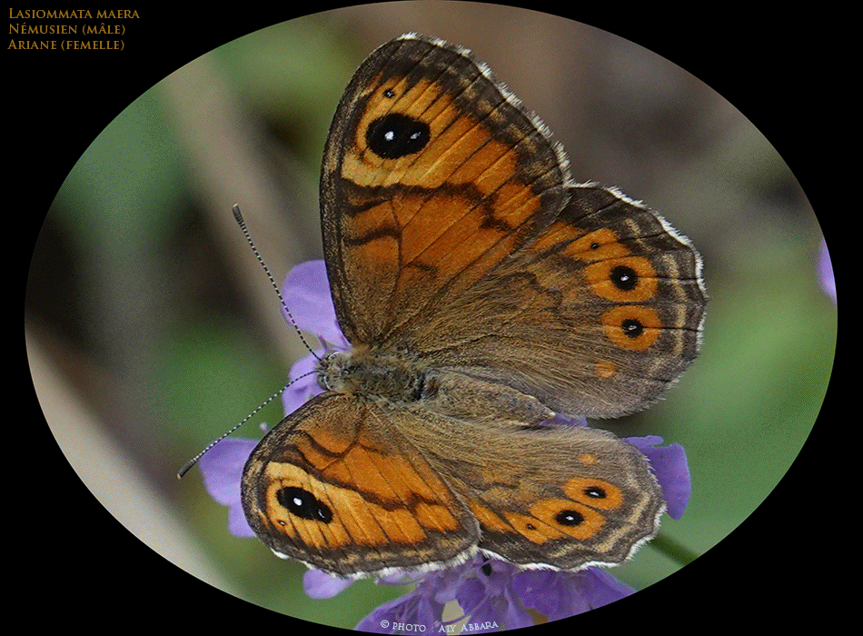 Lasiommata maera (Némusien - Ariane) - de la famille des Satyridés