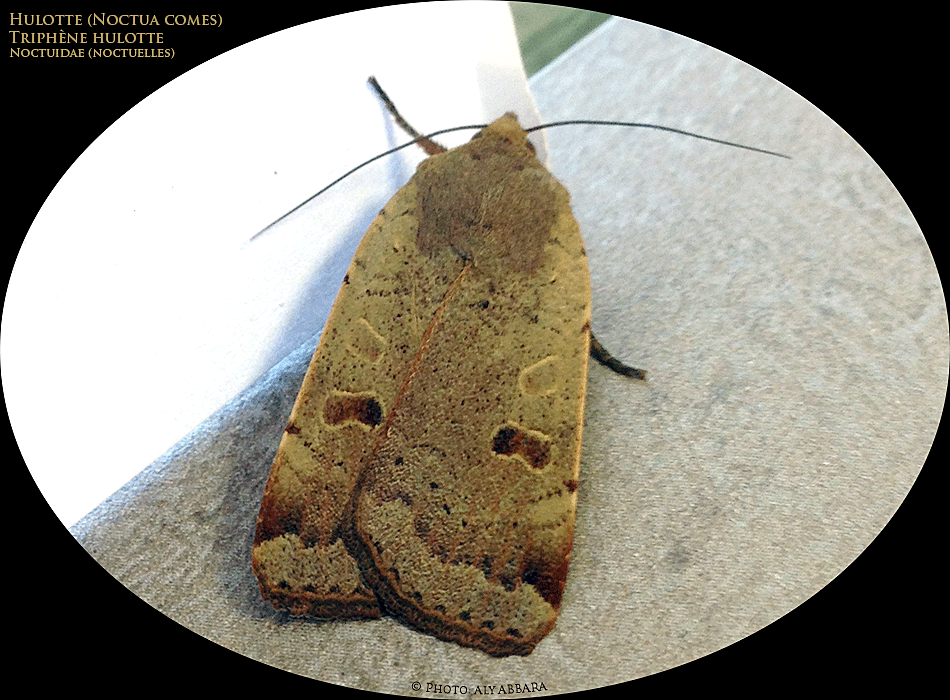 Noctua comes - Triphène hulotte - Hulotte - de la famille des Noctuidés