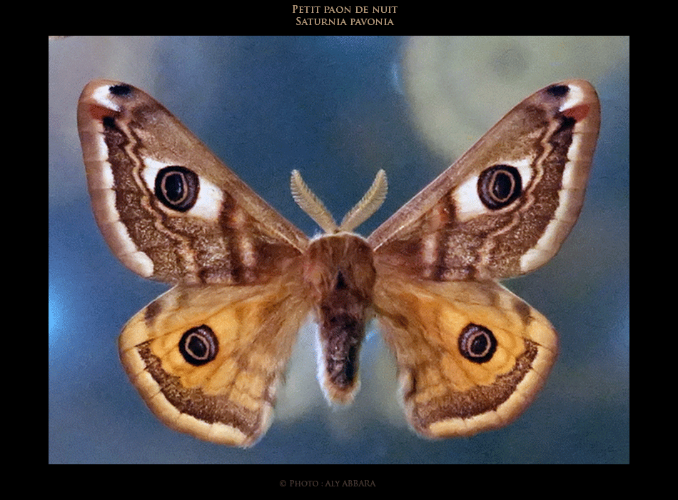 Le petit paon de nuit - Saturnia pavonia
