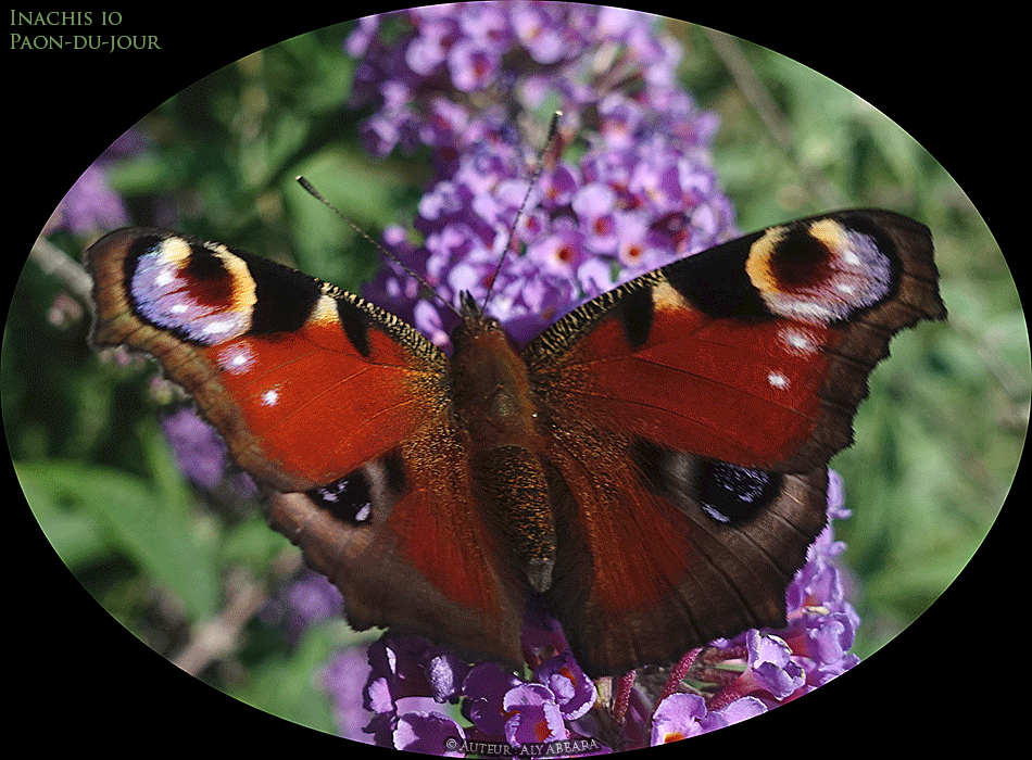 Paon-du-jour - Inachis Io de la famille des Nymphalidés