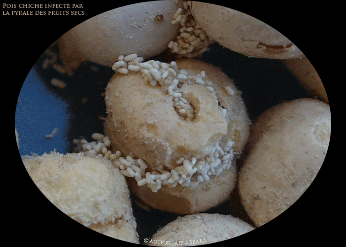 Exemple d'un aliment (graines de pois chiche) infecté par la pyrale indiennne