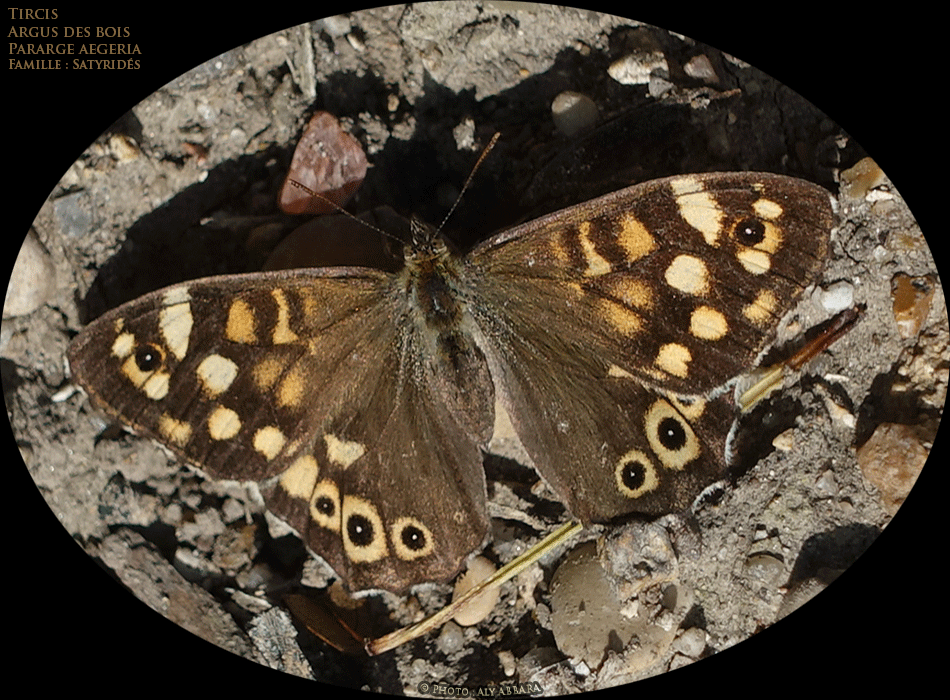 Lasiommata megera (Pararge megera) - Mégère - de la famille des Satyridés