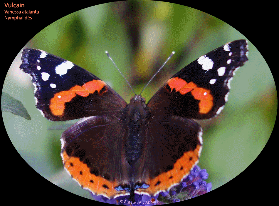 Vulcain  - Vanessa atalanta de la famille des Nymphalidés