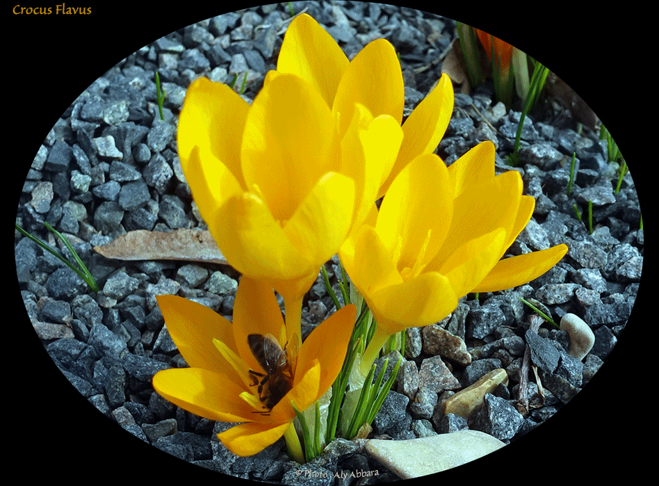 Clarkia concinna - Plante originaire des USA (Californie)