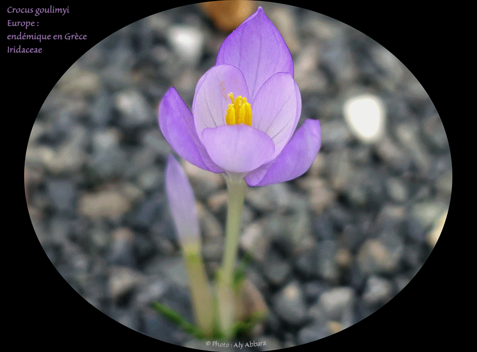 Clarkia concinna - Plante originaire des USA (Californie)