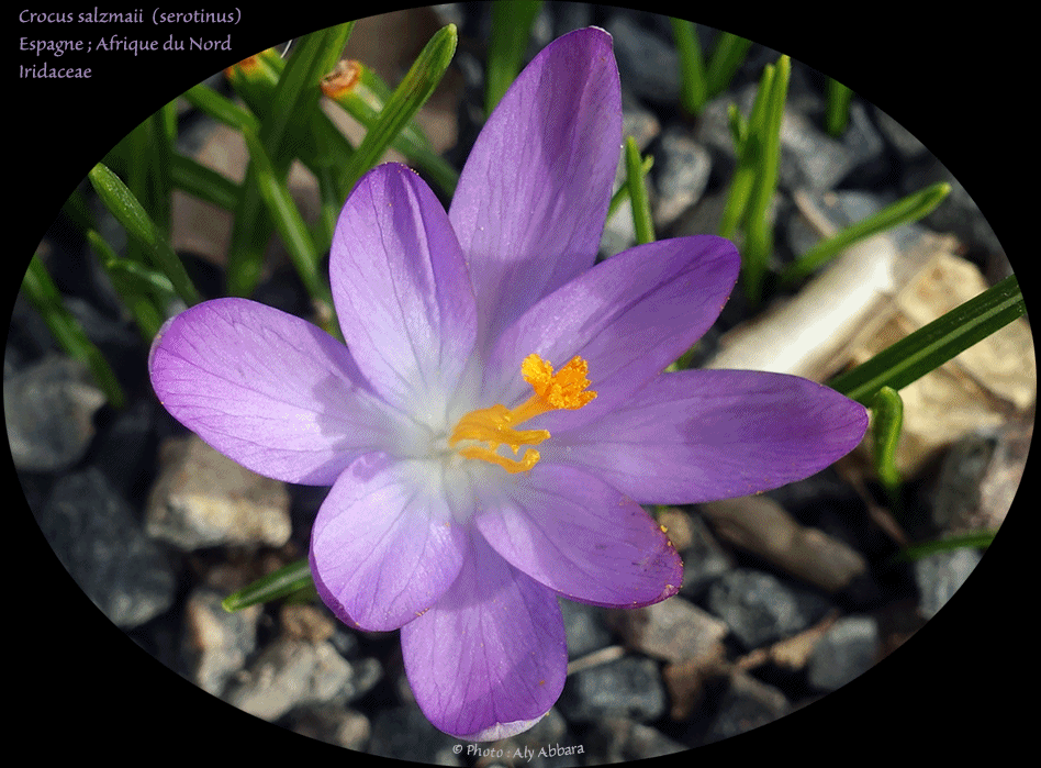 Clarkia concinna - Plante originaire des USA (Californie)