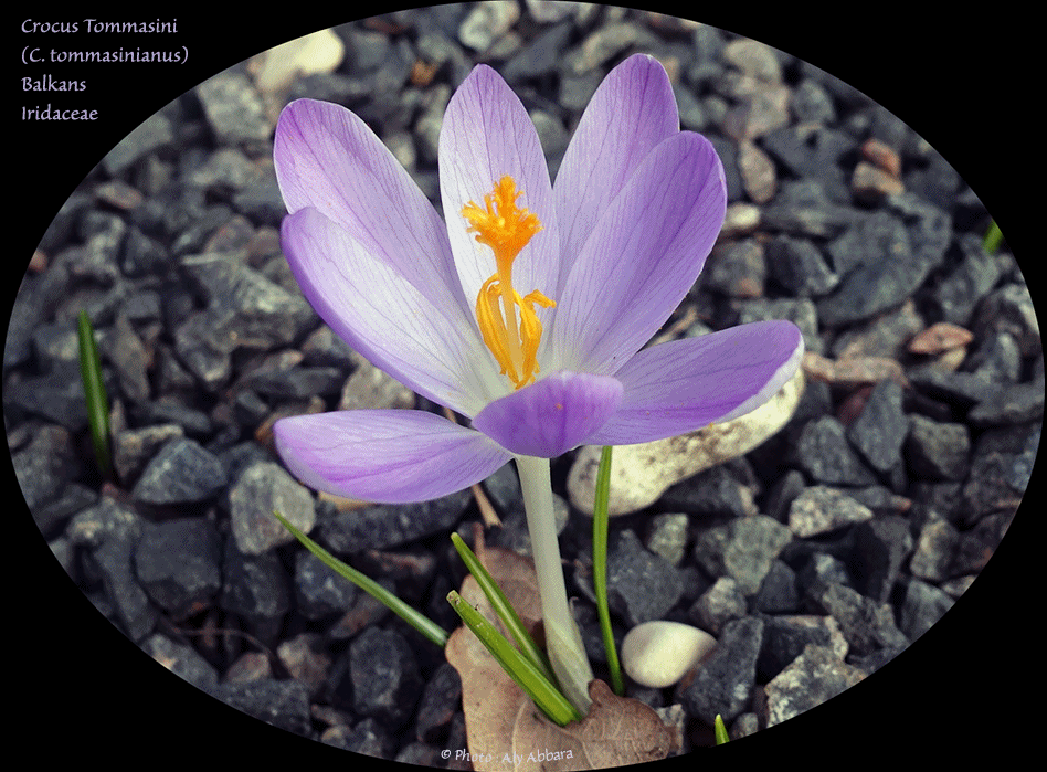 Clarkia concinna - Plante originaire des USA (Californie)