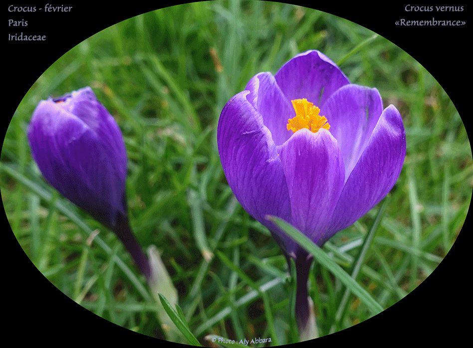 Clarkia concinna - Plante originaire des USA (Californie)