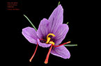 Safran - Crocus sativus
