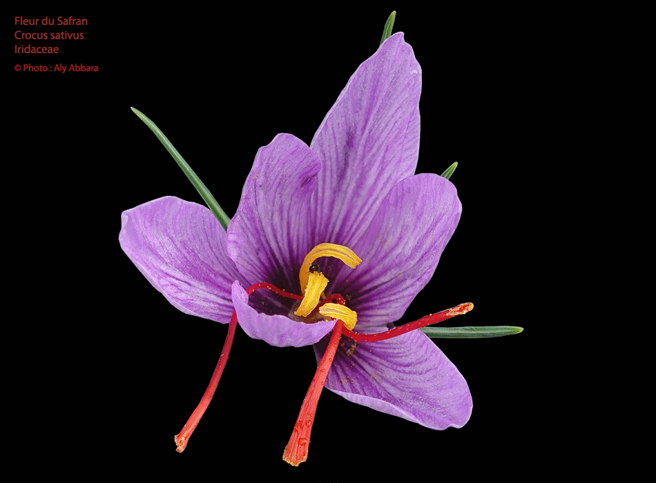 Safran - Crocus sativus