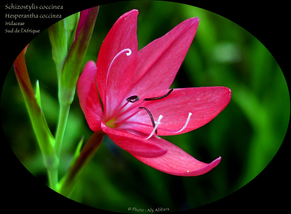 Clarkia concinna - Plante originaire des USA (Californie)
