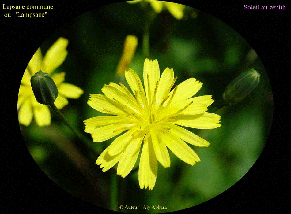 Lapsane commune (Lampsane) : fleurs et feuilles de la plante