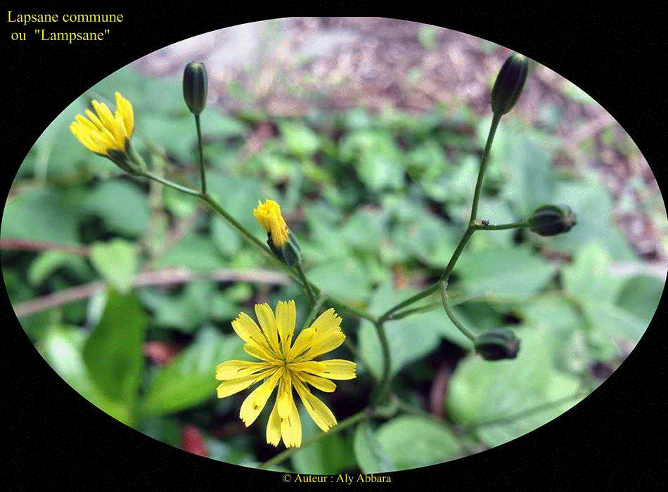 Lapsane commune (Lampsane) : fleurs et feuilles de la plante