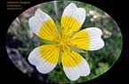 Limnanthes douglasii - Plante-aux-oeufs-pochés - Fleur des marais