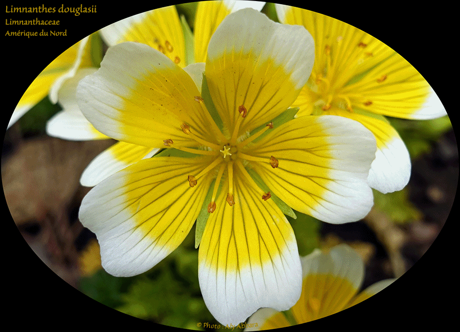 Limnanthes douglasii - Fleur des marais - Plante-aux-oeufs-pochés