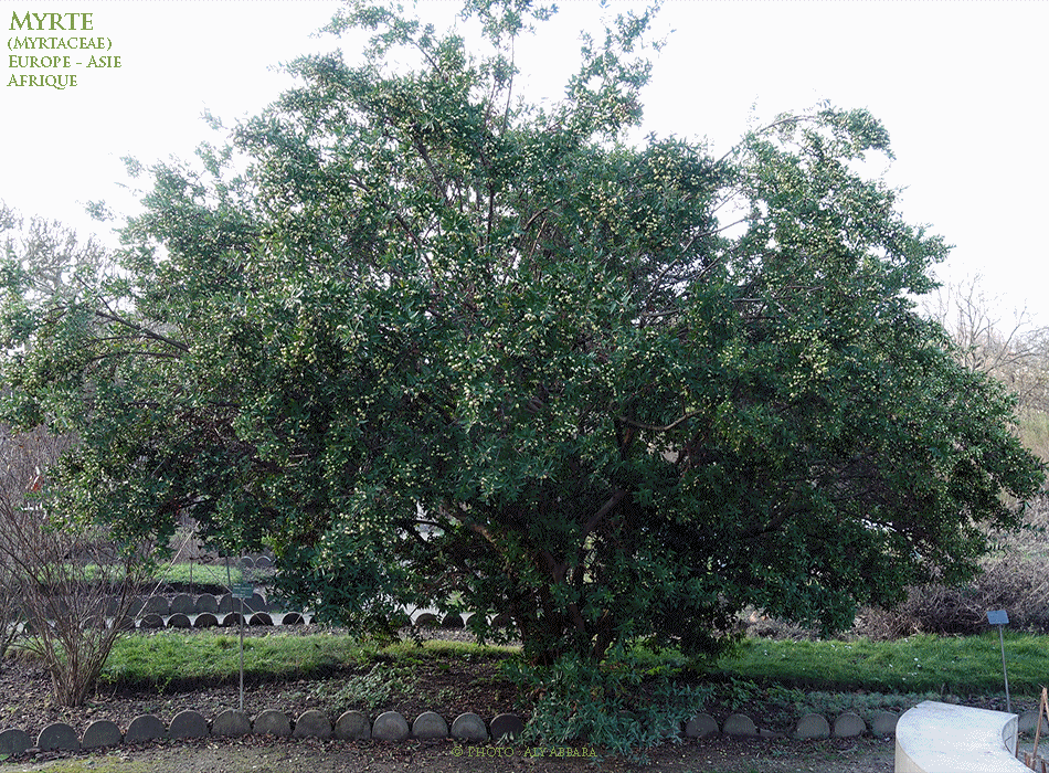 Myrte - (آس) - Plante médicinale et toxique  - Famille des Myrtaceae