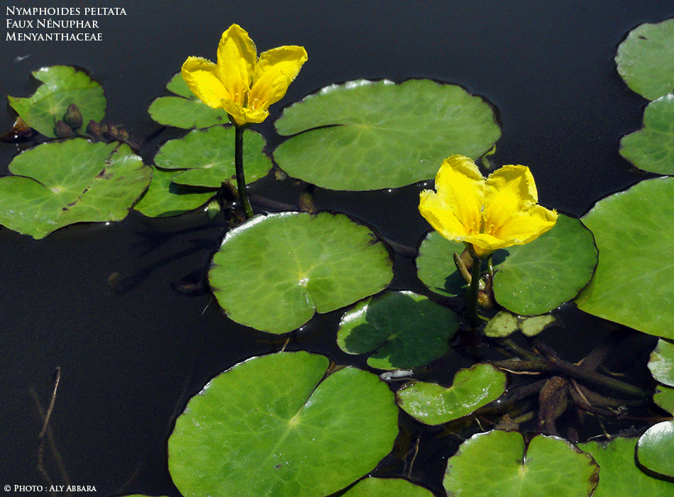 Faux Nénuphar - Nymphoïdes peltata - Nymphoides Peltata - Famille des Menyanthaceae - Menyanthacées - Description de la plante
