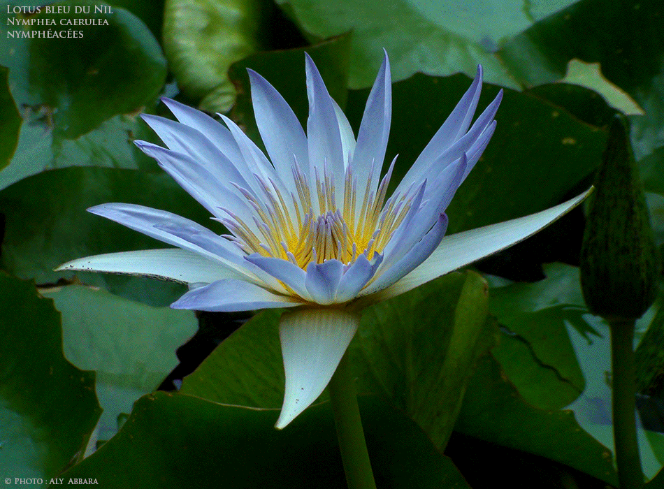 Lotus bleu du Nil - Nymphea caerulea - Famille des Nympheaceae - Nymphéacées - Description de la plante