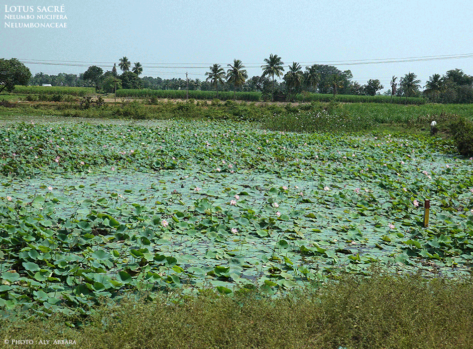 Lotus sacré - Nelumbo nucifera - Nymphea lotus - Famille des Nelumbonaceae - Nélumbonacées - Les feuilles de la plante