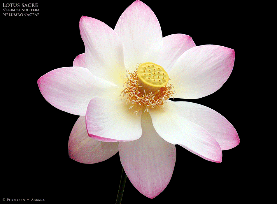 Lotus sacré - Nelumbo nucifera - Nymphea lotus - Famille des Nelumbonaceae - Nélumbonacées - Fleur de la plante