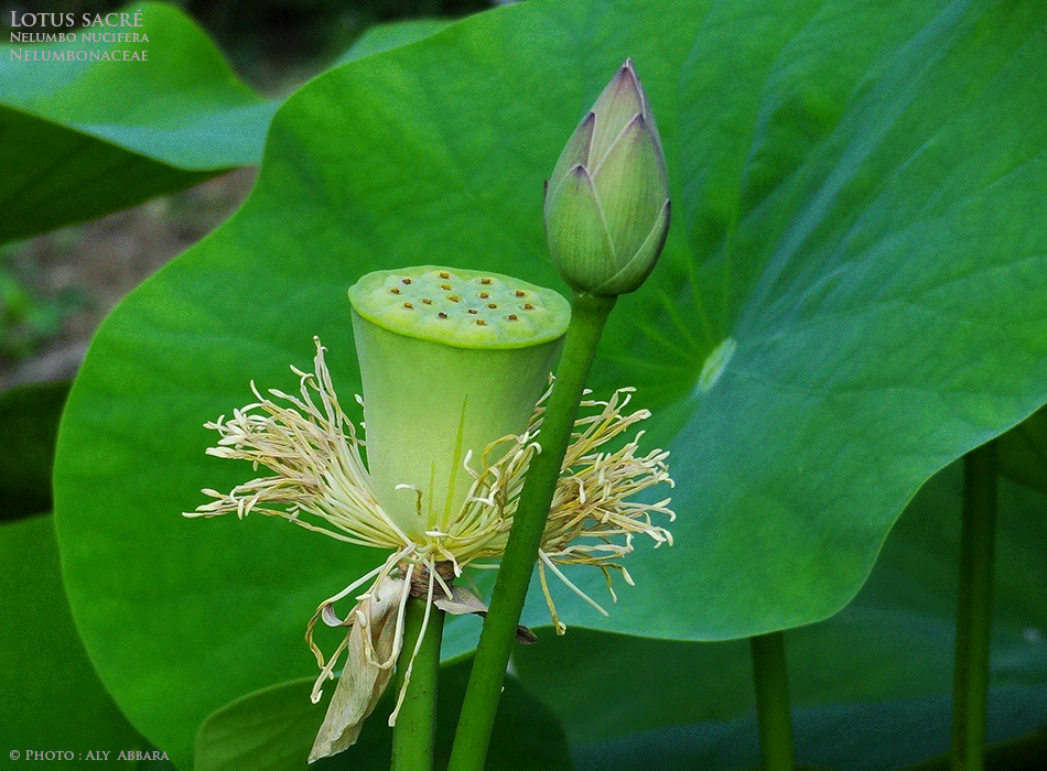Lotus sacré - Nelumbo nucifera - Nymphea lotus - Famille des Nelumbonaceae - Nélumbonacées - Fruits et graines de la plante