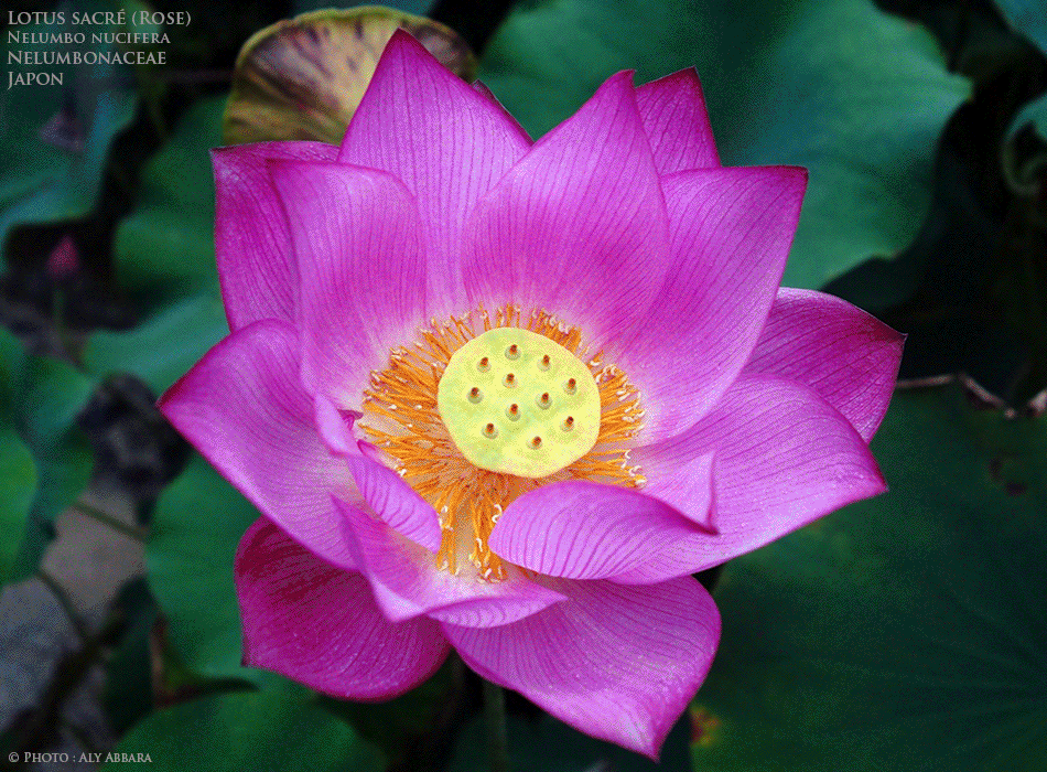 Lotus sacré rose (Japon) - Nelumbo nucifera - Nymphea lotus - Famille des Nelumbonaceae - Nélumbonacées - Description de la plante