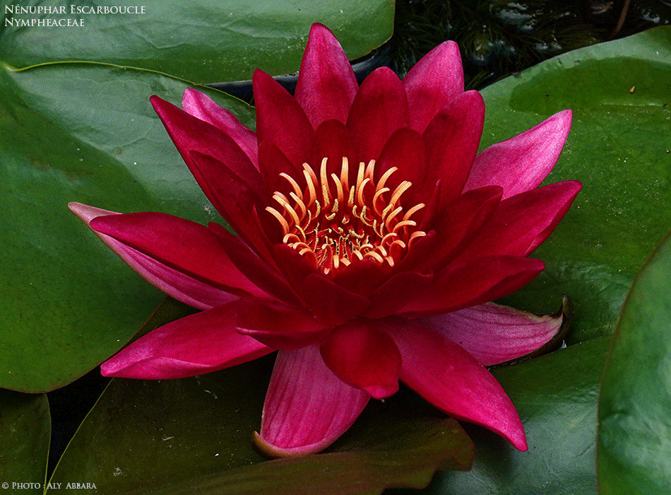 Nénuphar Escarboucle - Nymphéa Escarboucle - Famille des Nympheaceae - Nymphéacées - Plante horticole - Description de la plante