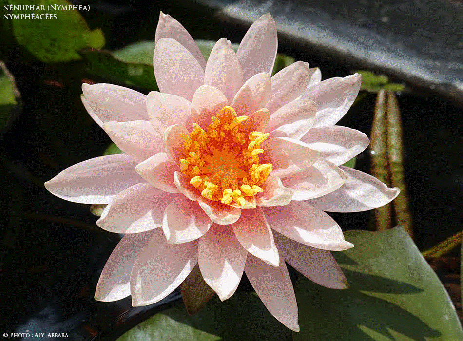 Nénuphar blanc - Nymphéa blanc - Nymphea alba - Famille des Nympheaceae - Nymphéacées - Description de la plante