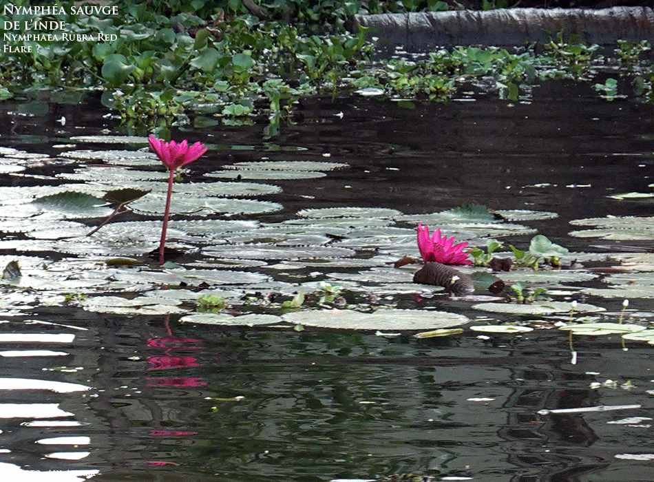 Nénuphar rouge - Nymphéa Fusée Rouge de Rubra - Nymphaea Rubra Red Flare - Famille des Nympheaceae - Nymphéacées - Description de la plante
