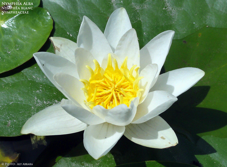 Nénuphar blanc - Nymphéa blanc - Nymphea alba - Famille des Nympheaceae - Nymphéacées - Description de la plante