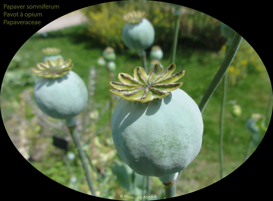 Papver somniferum - Pavot somnifère - Pavot à opium - Les fruits ou les capsules de la plante