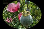 Papver somniferum - Pavot somnifère - Pavot à opium - Description de la vie de la plante