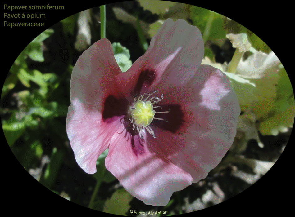 Papver somniferum - Pavot somnifère - Pavot à opium - Description de la vie de la plante