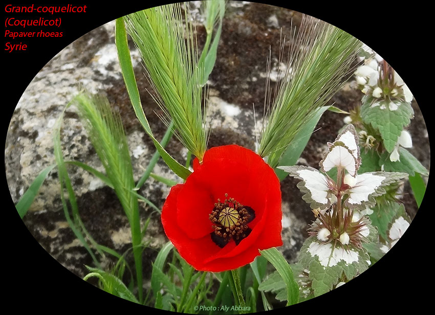 Grand-coquelicot - Papaver rhoeas - Famille des Papaveraceae - Variétés syriennes - الشَقيق - شَقائق النُعمان - الخَشْخاش المَنْثور من فصيلة الخَشْخاشيات