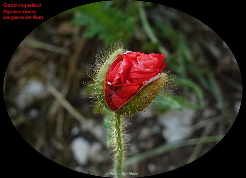 Grand-coquelicot - Papaver rhoeas - Bourgeons des fleurs - الشَقيق - شَقائق النُعمان - الخَشْخاش المَنْثور من فصيلة الخَشْخاشيات - براعم الأزهار