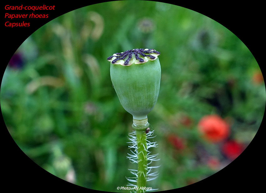 Grand-coquelicot - Papaver rhoeas - Le fruits - capsules - الشَقيق - شَقائق النُعمان - الخَشْخاش المَنْثور من فصيلة الخَشْخاشيات - الثمار أو المحافظ