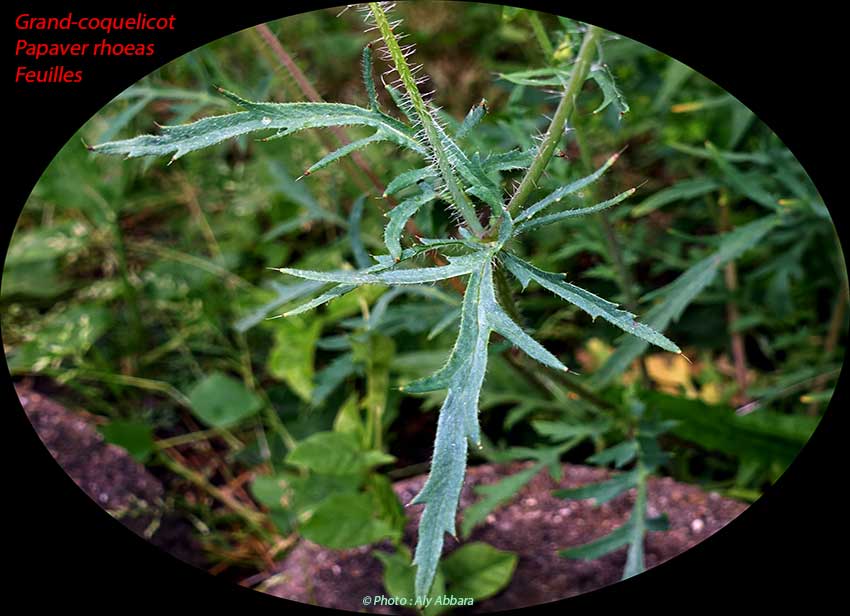 Grand-coquelicot - Papaver rhoeas - Les feuilles de plante - الشَقيق - شَقائق النُعمان - الخَشْخاش المَنْثور من فصيلة الخَشْخاشيات - أوراق النبات